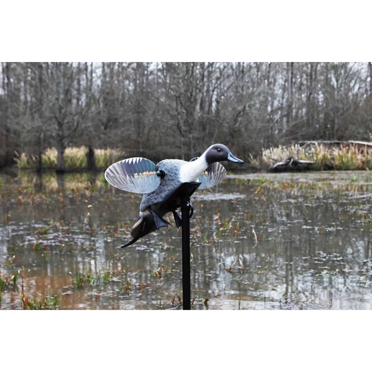 MOJO Pintail