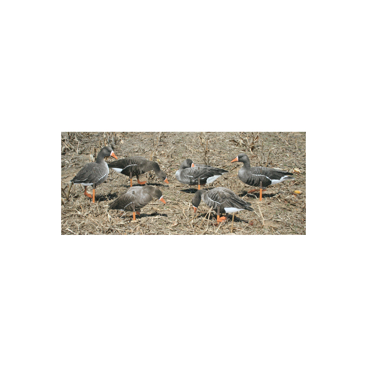 Greylarge RealGeese 12 Pc Pack