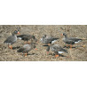 Greylarge RealGeese 12 Pc Pack