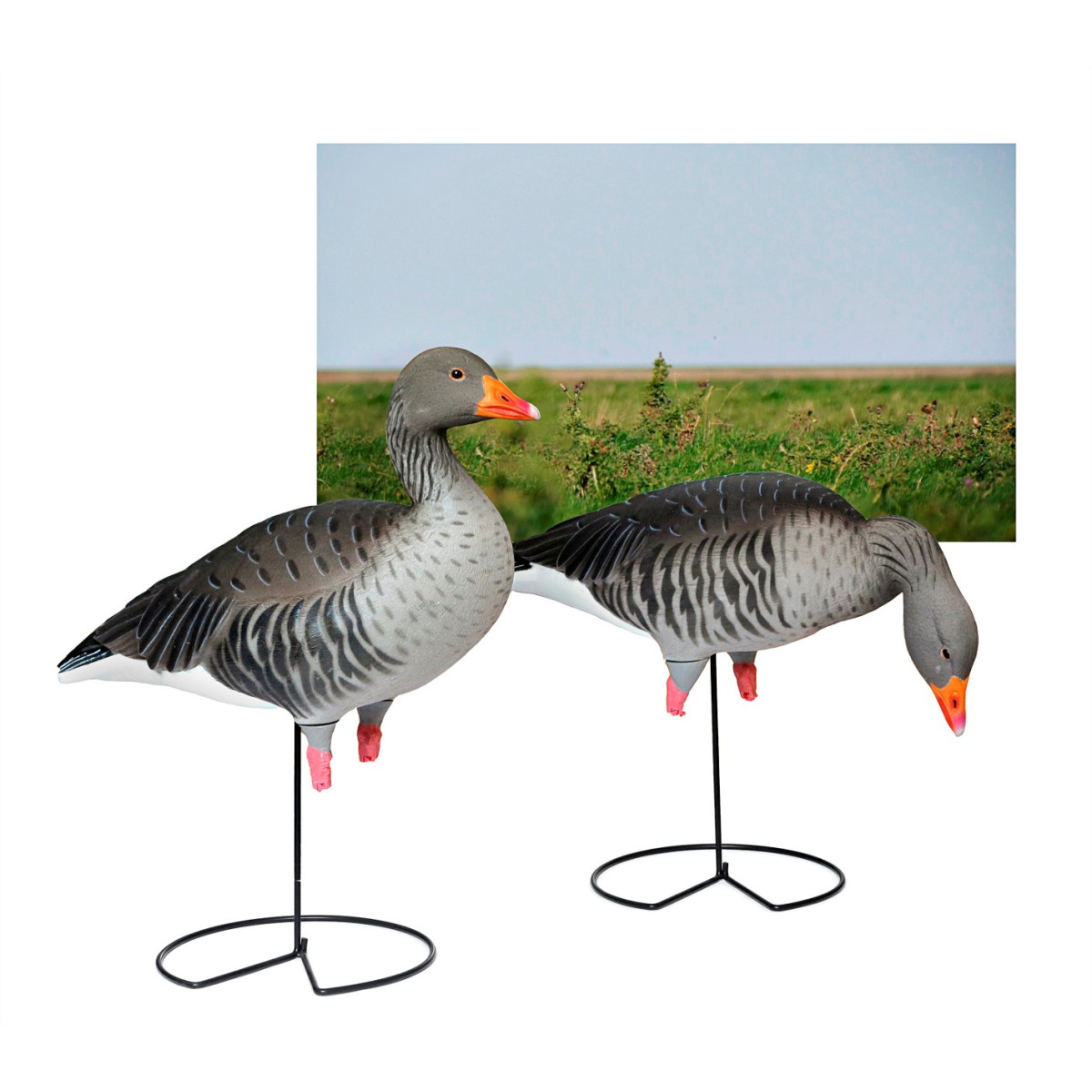 Fullbody Fullyflocked Greylag Geeses